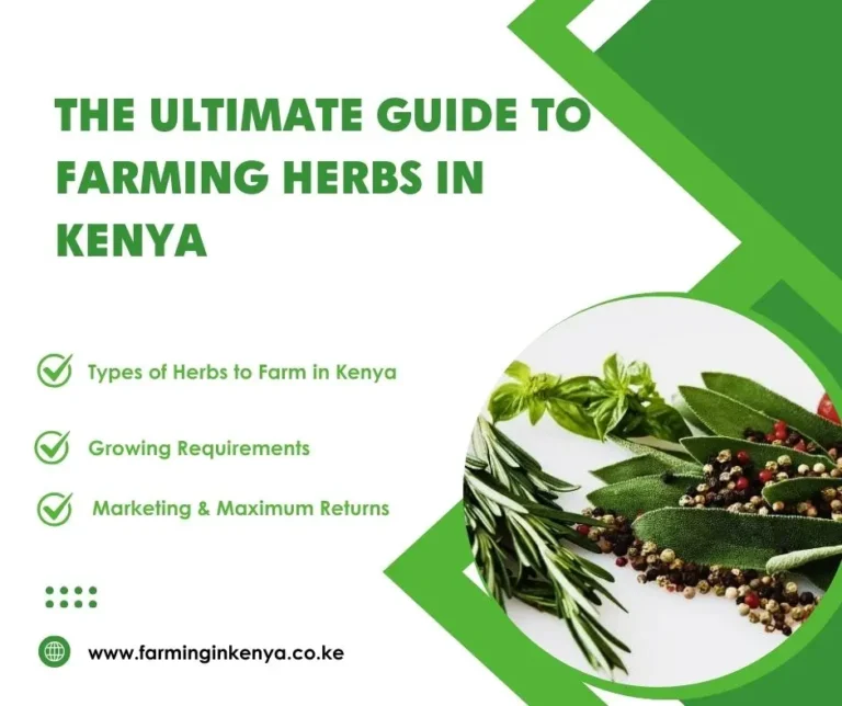 The Ultimate Guide to Farming Herbs in Kenya (2025)