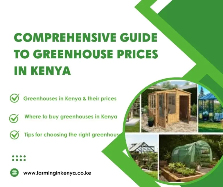 Greenhouse Prices in Kenya: A Complete Buyer’s Guide (2025)
