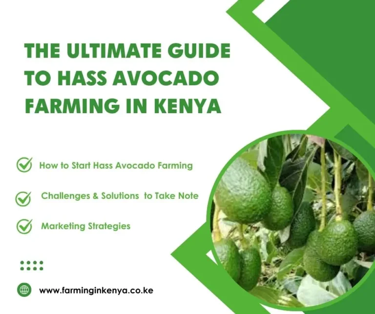 The Ultimate Guide to Hass Avocado Farming in Kenya
