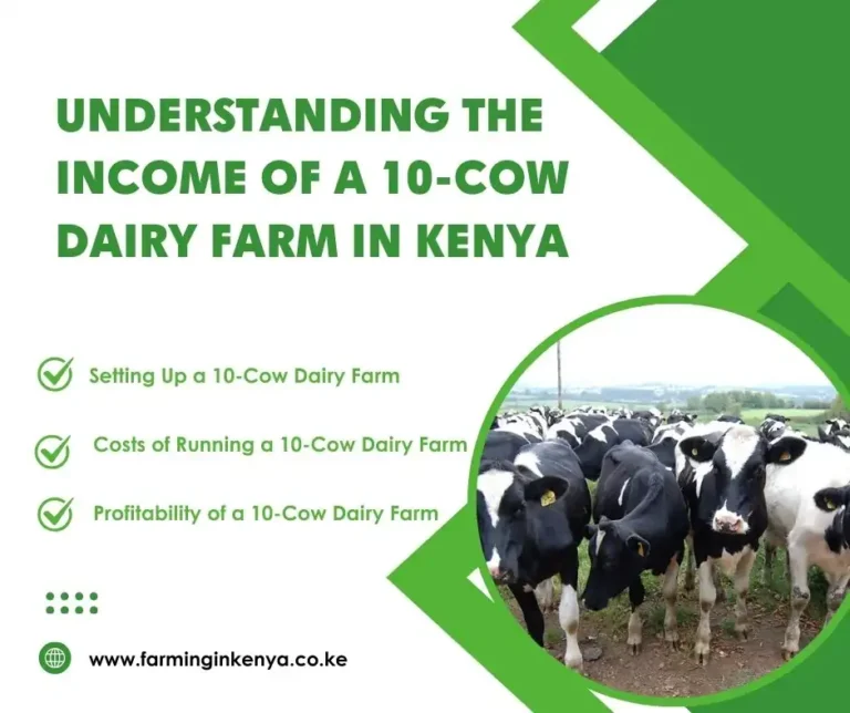 Income of a 10-Cow Dairy Farm in Kenya