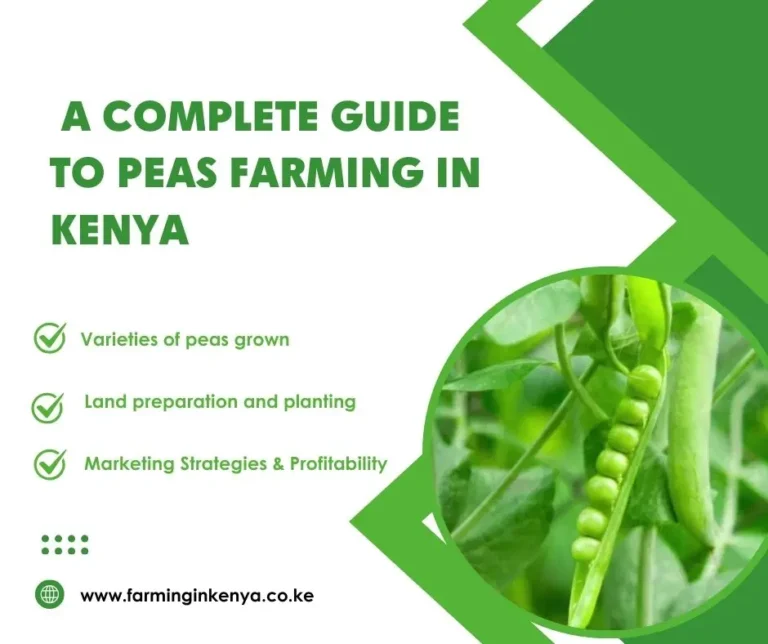  A Complete Guide to Peas Farming in Kenya