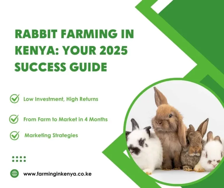 Rabbit Farming in Kenya: Everything You Need to Know in 2025
