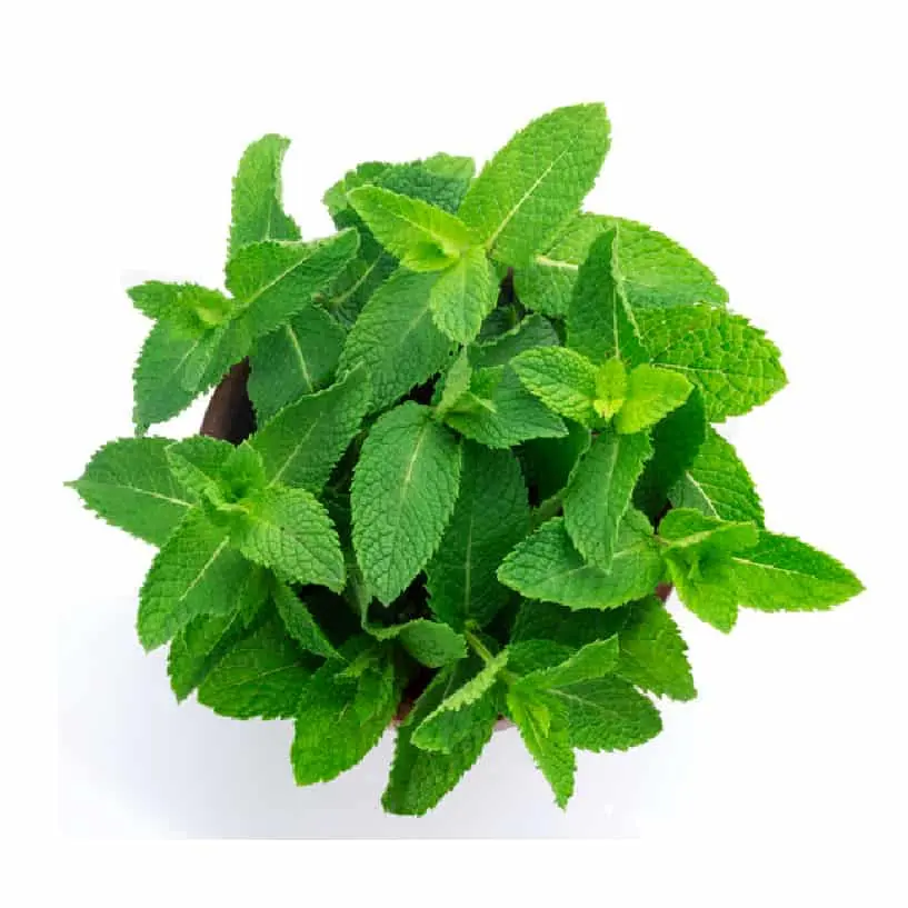 Types of Herbs to Farm in Kenya-09