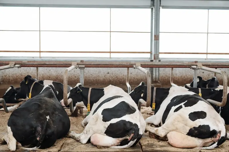 Cubicles (Sleeping Area) Zero Grazing Dairy Farming in Kenya-03