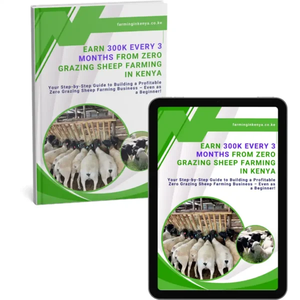 Earn 300k Every 3 Months from Zero Grazing Sheep Farming in Kenya