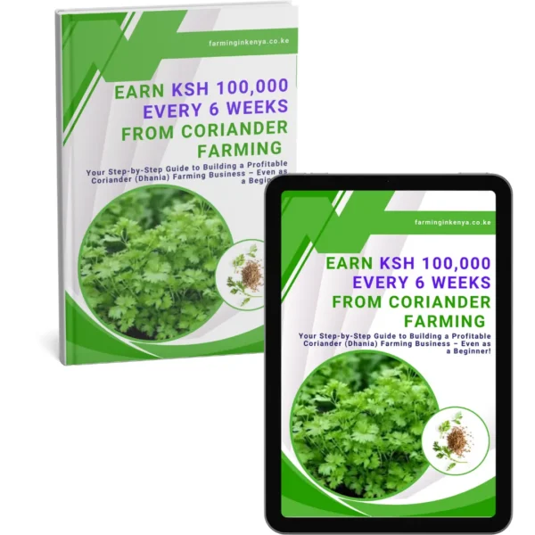 Earn Ksh 100,000 Every 6 Weeks from Coriander Farming