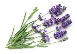 Types of Herbs to Farm in Kenya-10