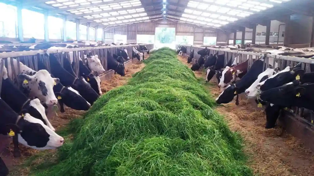 zerograzing_dairy_Cattle Zero Grazing Dairy Farming in Kenya-01