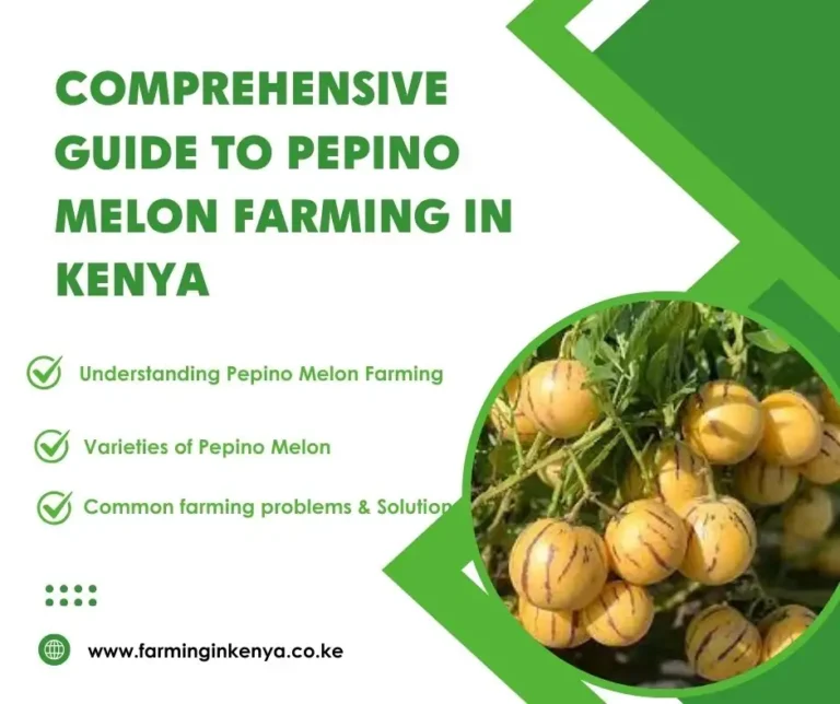 Comprehensive Guide to Pepino Melon Farming in Kenya