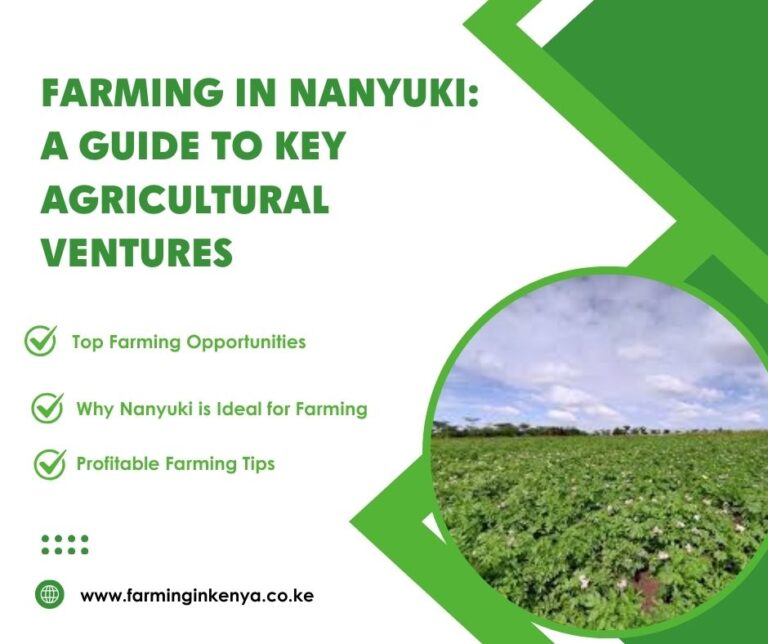 Farming in Nanyuki: Step by Step Guide to Key Agricultural Ventures in Nanyuki