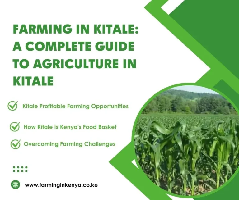Farming in Kitale: A Complete Guide to Agriculture in Kitale