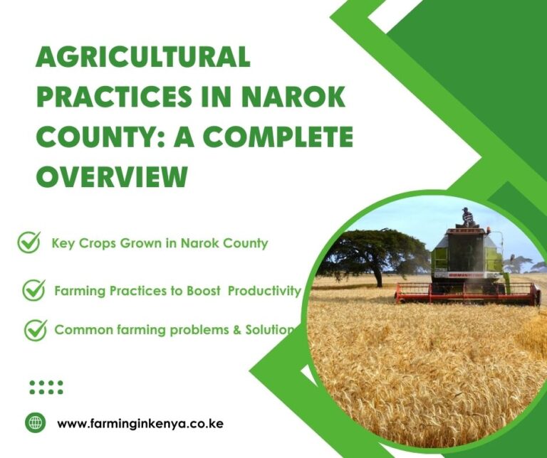Farming in Narok County: A Complete Overview