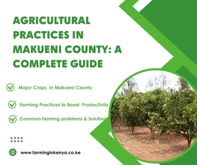 Farming in Makueni County: A Complete Guide