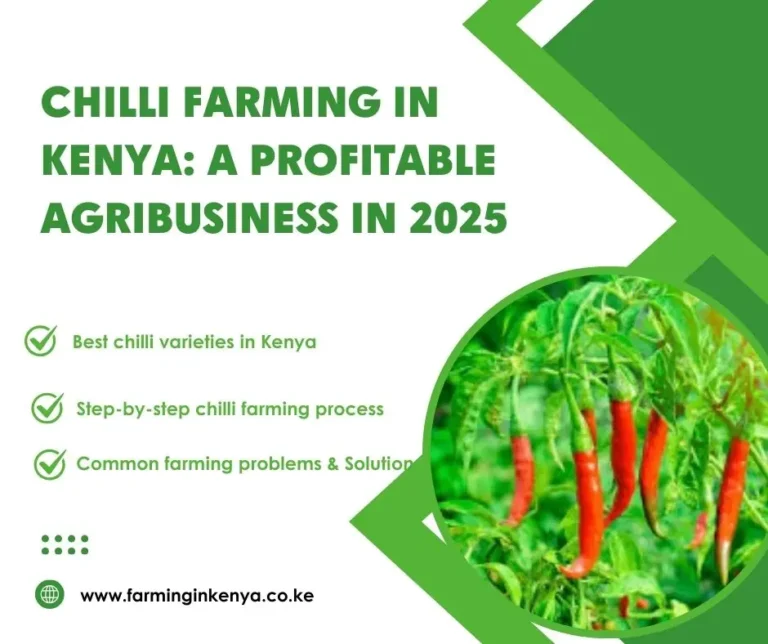 Chilli Farming in Kenya: A Profitable Agribusiness in 2025