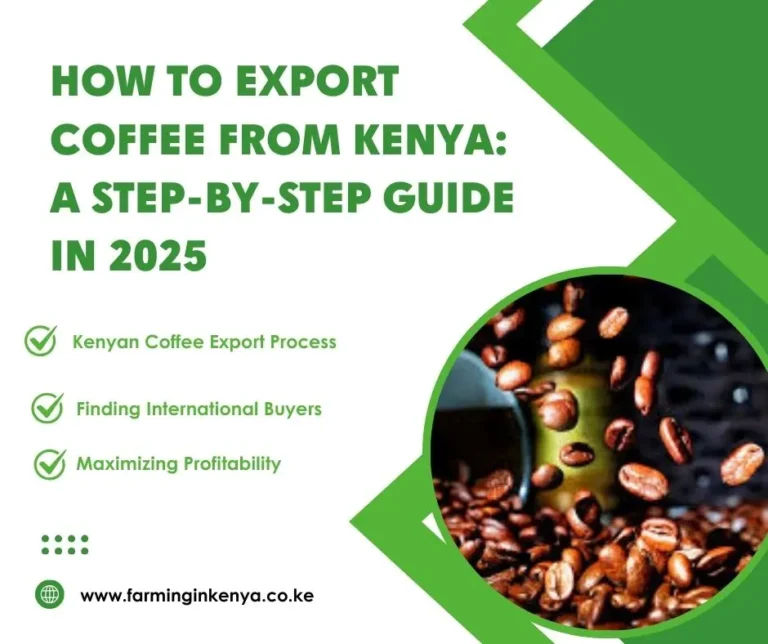 How to Export Coffee from Kenya: Step-by-Step Guide (2025)
