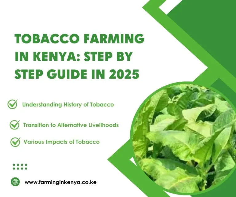 Tobacco Farming in Kenya: A Complete Guide in 2025