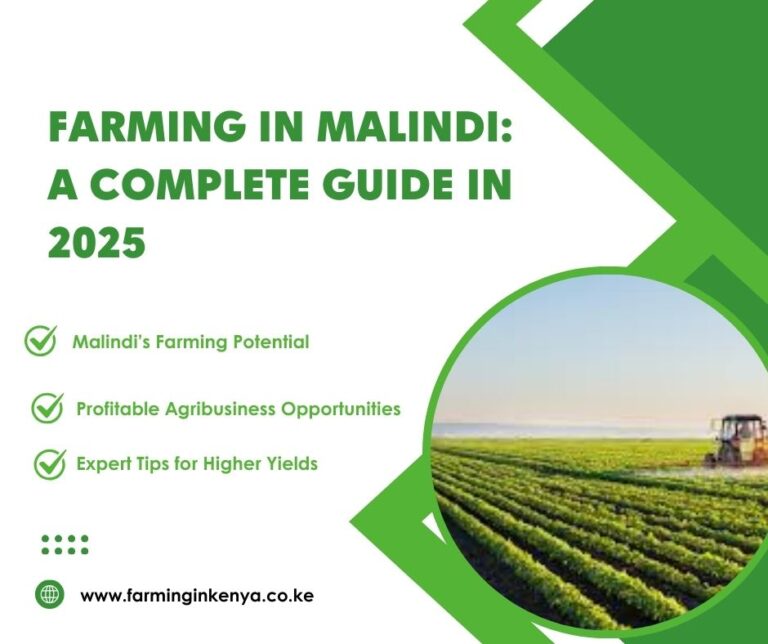 Farming in Malindi: A Complete Guide in 2025