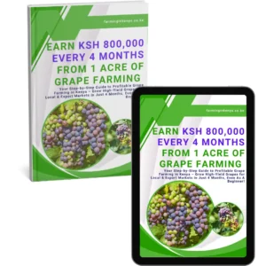 Earn Ksh 800,000 Every 4 Months from 1 Acre of Grape Farming