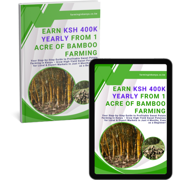 Earn Ksh 400k Yearly from 1 Acre of Bamboo Farming
