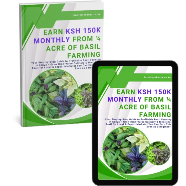 Earn Ksh 150k Monthly from ¼ Acre of Basil Farming