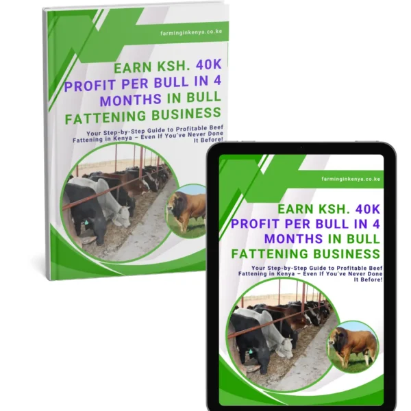 Earn Ksh. 40k Profit Per Bull in 4 Months in Bull Fattening Business