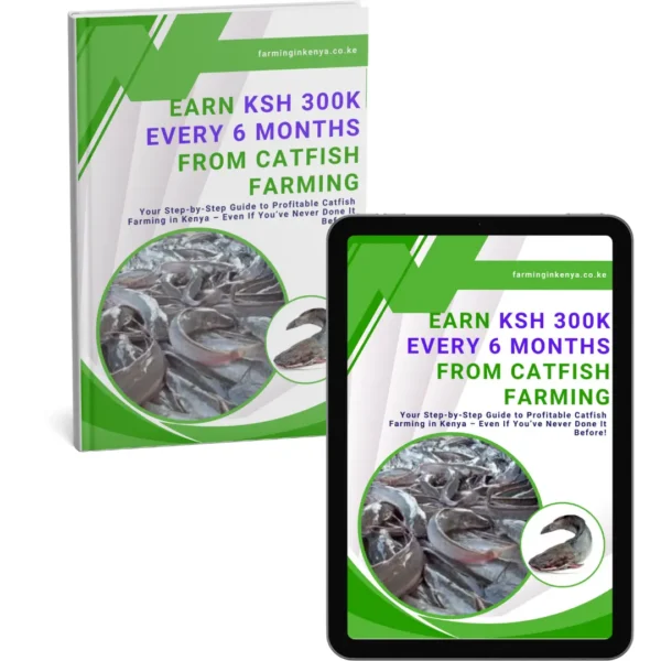 Earn Ksh 300k Every 6 Months from Catfish Farming